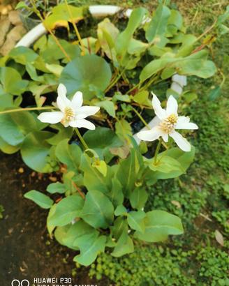 anemopsis californica in vaso