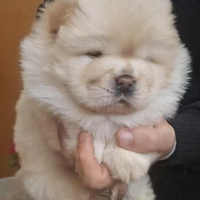 Chow chow femminuccia