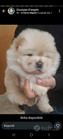 Chow chow femminuccia