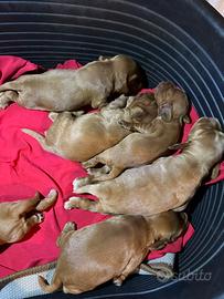 Cocker spaniel cuccioli