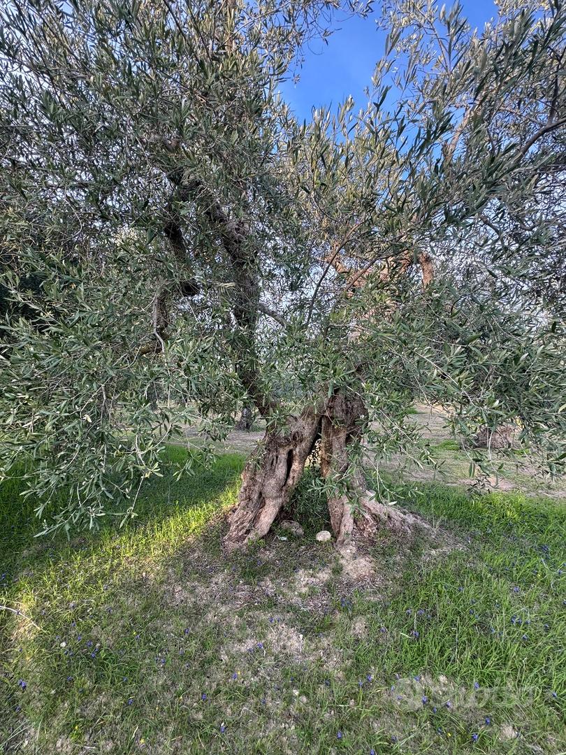 Terreno Sanleucio - Vista 2