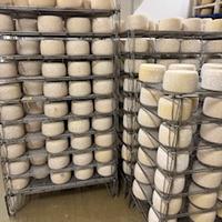 Griglie scaffalatura attrezzatura formaggi