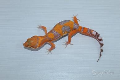 geco leopardino