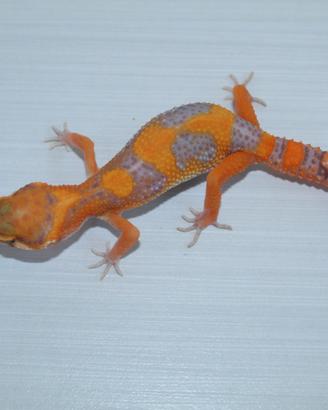 geco leopardino