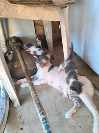 Gattini di due mesi 