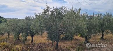 Selinunte terreno agricolo con piante di ulivo