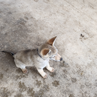Cuccioli di Cane Lupo Cecoslovacco