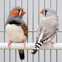 Diamanti Mandarini_Taeniopygia guttata_Zebrafinch