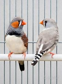 Diamanti Mandarini_Taeniopygia guttata_Zebrafinch