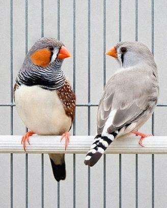 Diamanti Mandarini_Taeniopygia guttata_Zebrafinch
