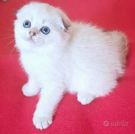Scottish fold con pedigree campania