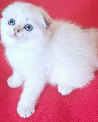 Scottish fold con pedigree campania