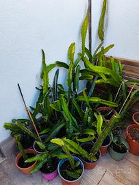 Talee di Pitaya 
