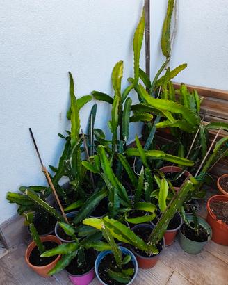 Talee di Pitaya 