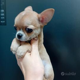 Chihuahua toy