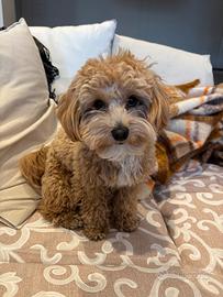 Maltipoo per monta