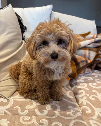 Maltipoo per monta