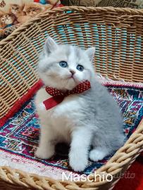 British shorthair