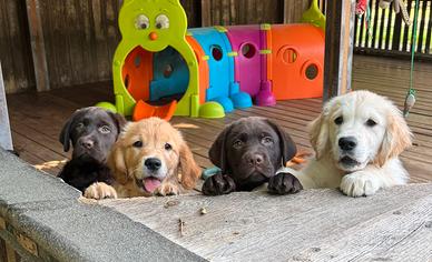 Cuccioli Labrador e Golden Retriever