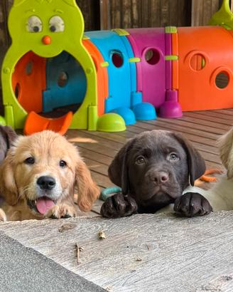 Cuccioli Labrador e Golden Retriever