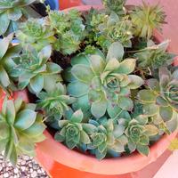 vaso pieno di piante grasse supervivum !