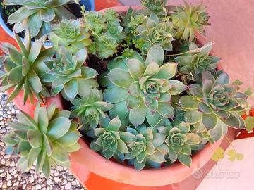 vaso pieno di piante grasse supervivum !