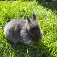 Vendiamo conigli nani