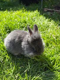 Vendiamo conigli nani