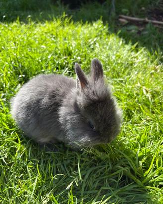 Vendiamo conigli nani