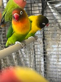 Inseparabili