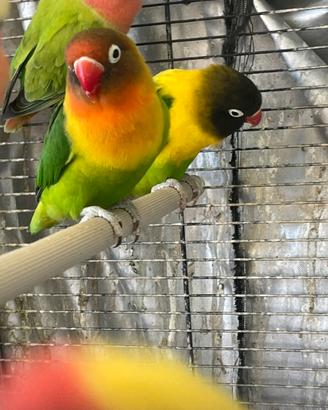 Inseparabili
