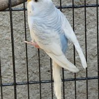 Cocorita