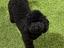 Immagine 13