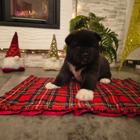 Cuccioli Akita Americano