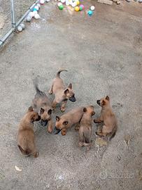 Malinois cuccioli