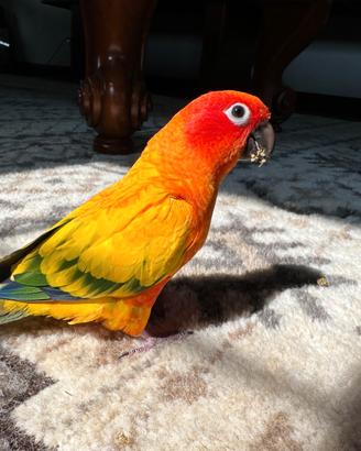 Conuro del sole allevato a mano