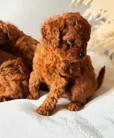 Barboncini toy e mini toy