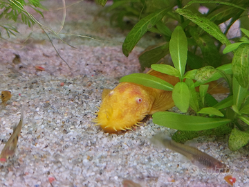 Coppie ancistrus gold e Botia