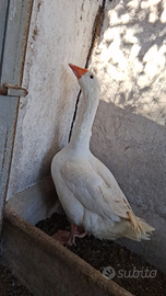 Oche del Campidoglio