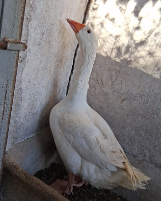 Oche del Campidoglio