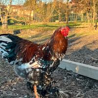 Gallo Brahma