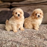 Maltipoo mini mini