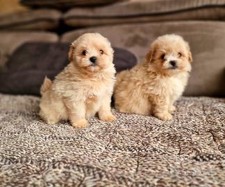Maltipoo mini mini