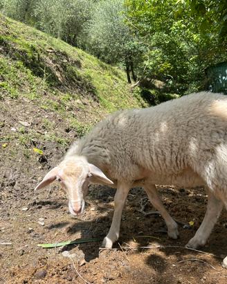 Montone razza sarda