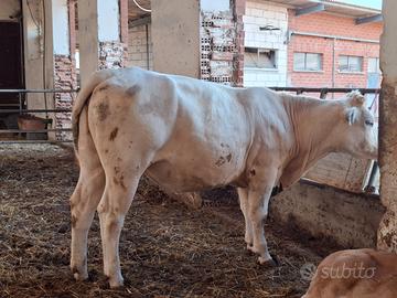Manza da carne incrocio belga bianca 23 mesi