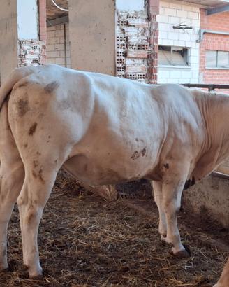Manza da carne incrocio belga bianca 23 mesi