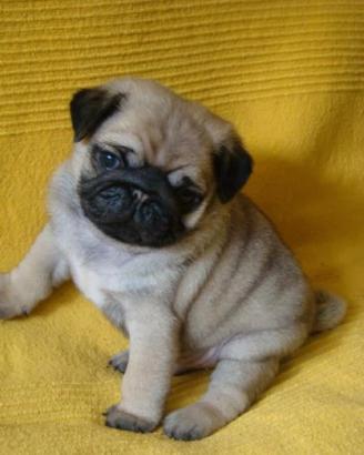 Carlino furbetta