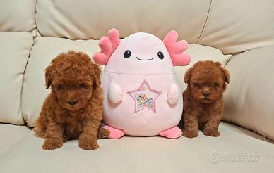 cuccioli barboncino 