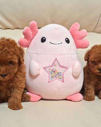 cuccioli barboncino 