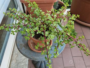 Portulacaria Afra Variegata